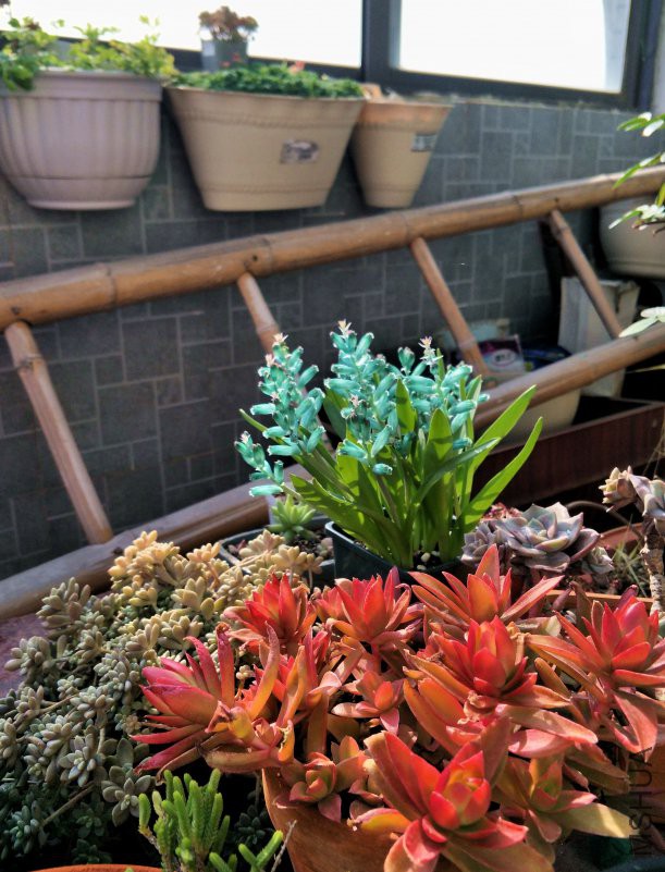 IMG20190116130132.jpg