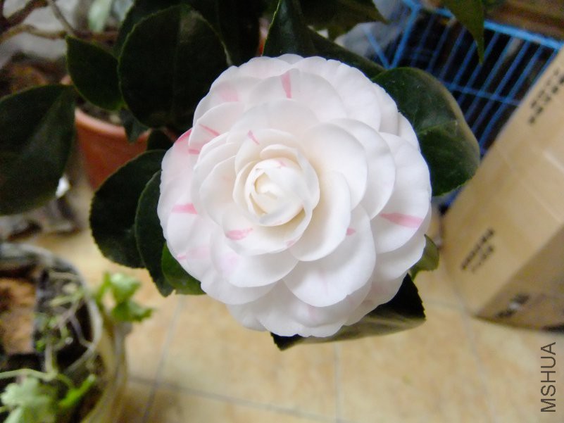 DSCF7589.JPG