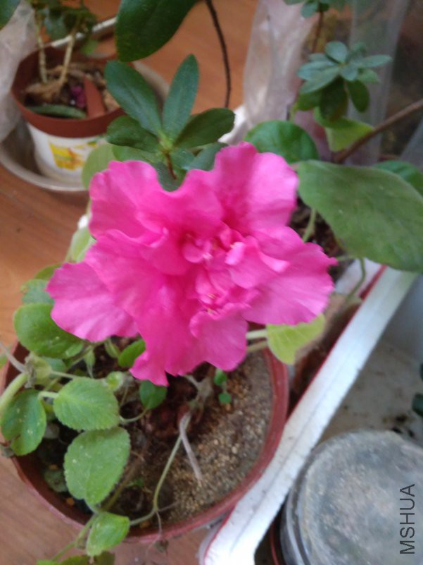 IMG_20190126_163801.jpg