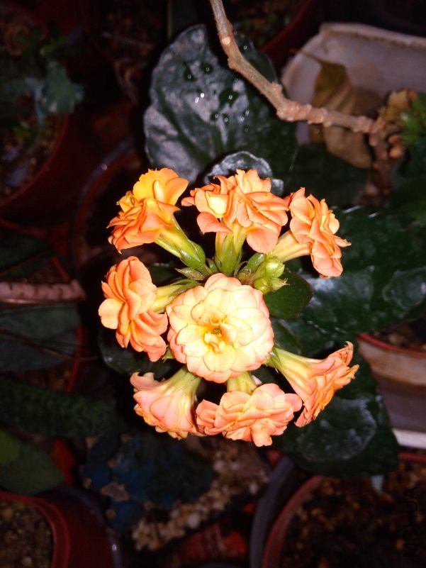 IMG_20190126_163917.jpg