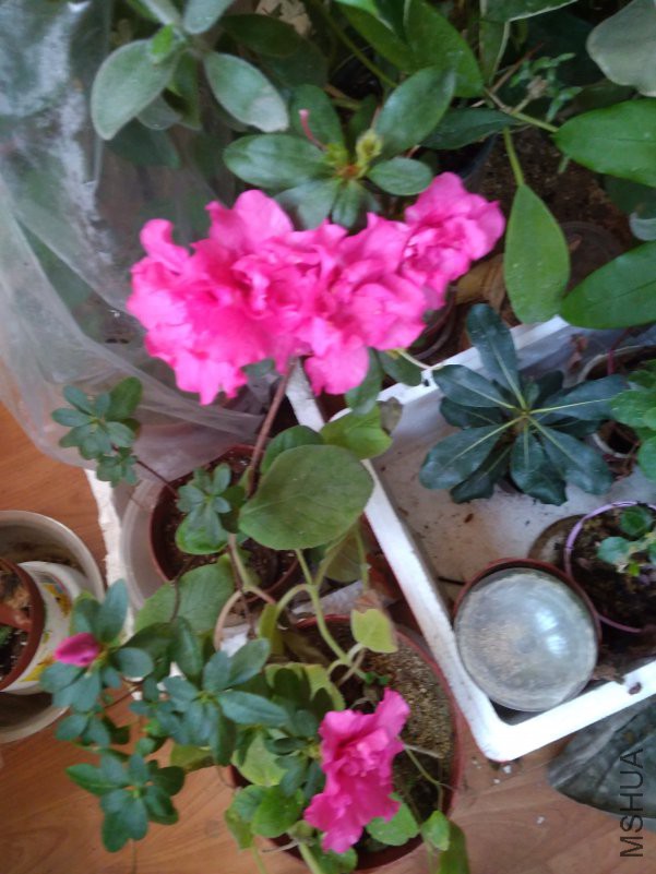 IMG_20190126_163810.jpg