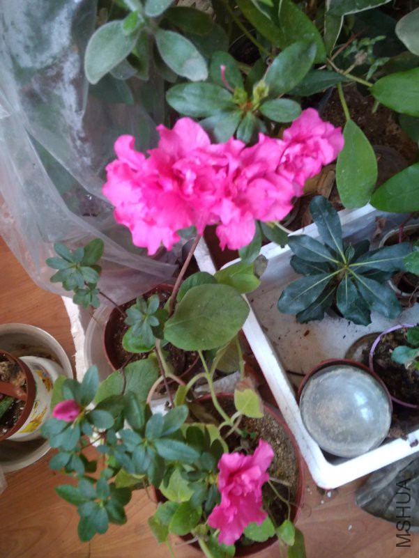 IMG_20190126_163809.jpg