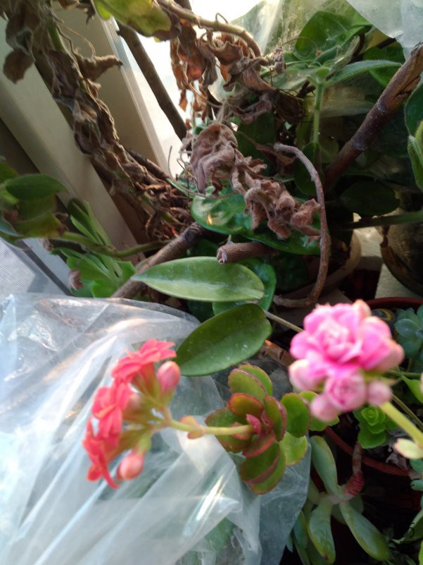 IMG_20190126_163856.jpg