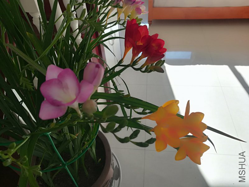 IMG_20190126_104338.jpg