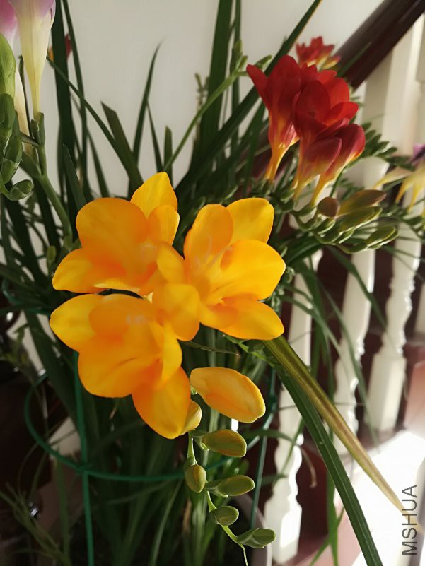IMG_20190126_123035.jpg