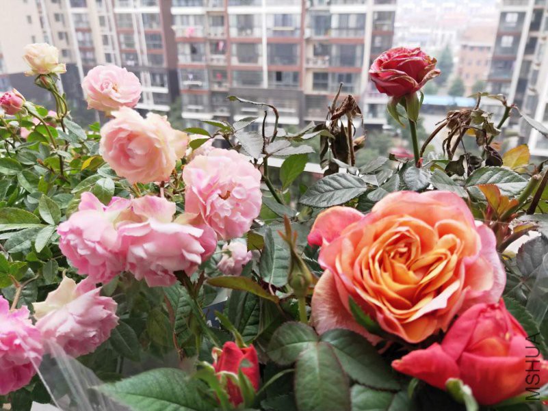 ΢��ͼƬ_20190126202718.jpg