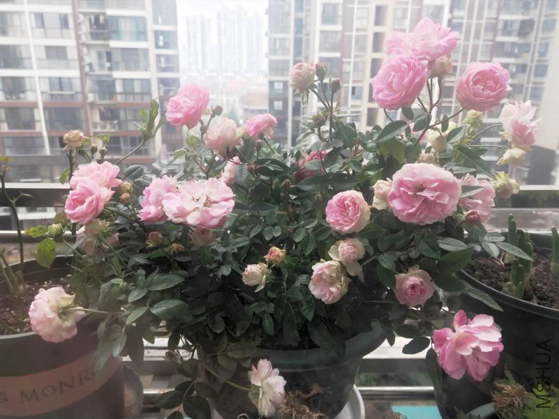 ΢��ͼƬ_20190126202736.jpg