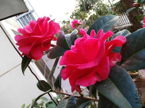 IMG_20190127_110145.jpg