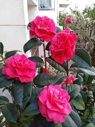 IMG_20190127_110619_1.jpg