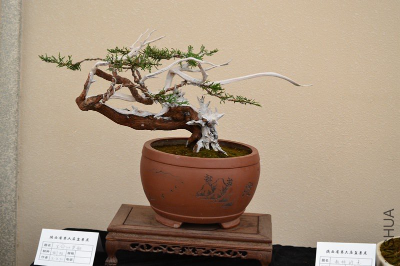 DSC_8877.jpg