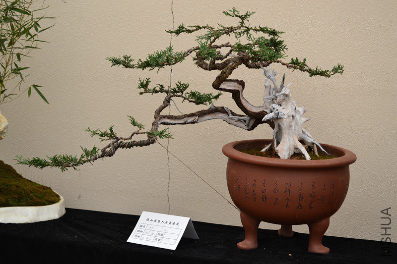 DSC_8879.jpg