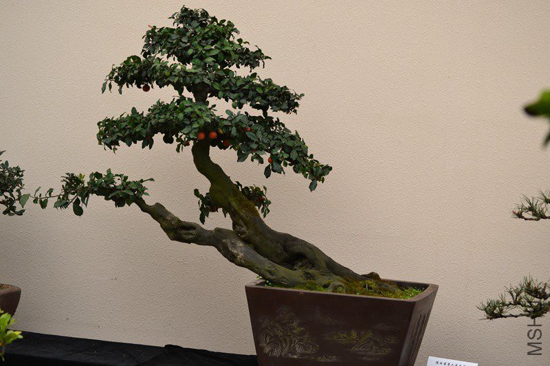 DSC_8888.jpg
