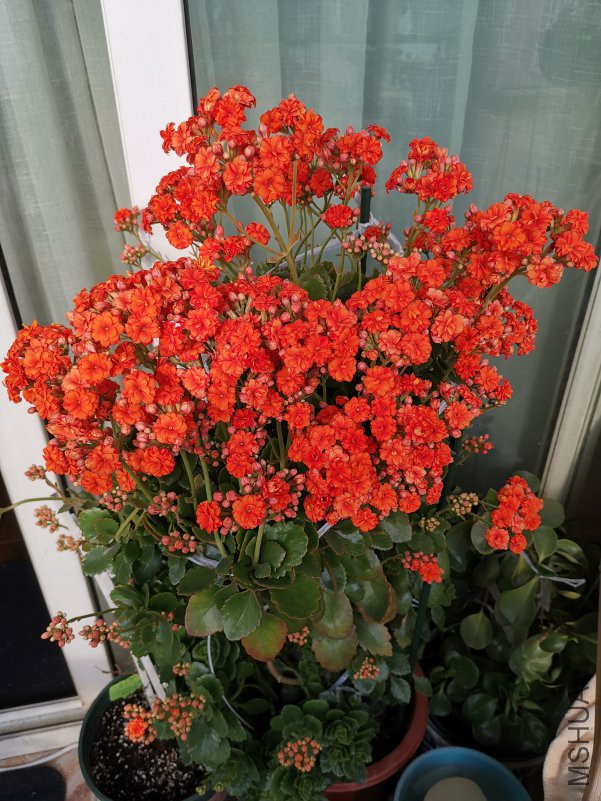 �ϳ��ٿ�����