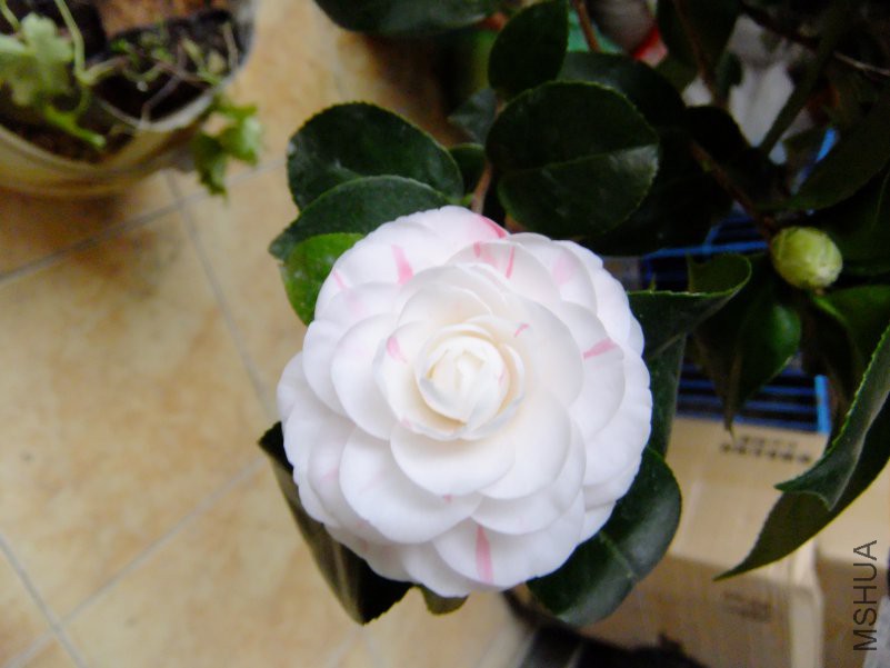DSCF7584.JPG