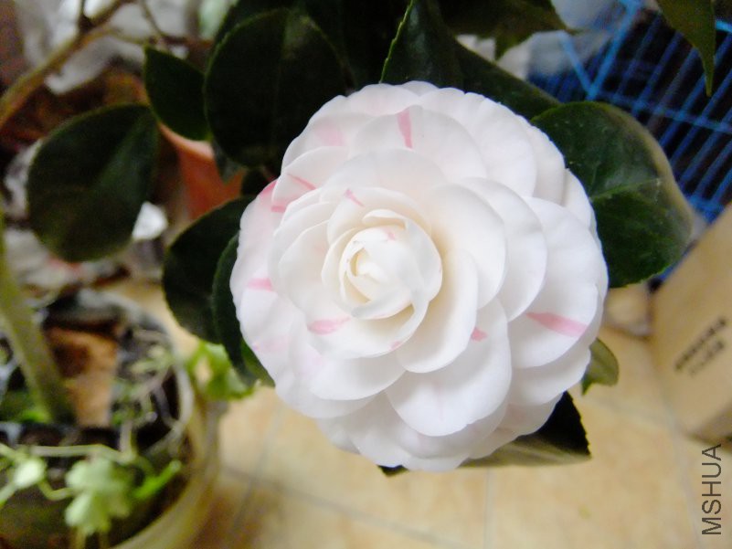 DSCF7587.JPG