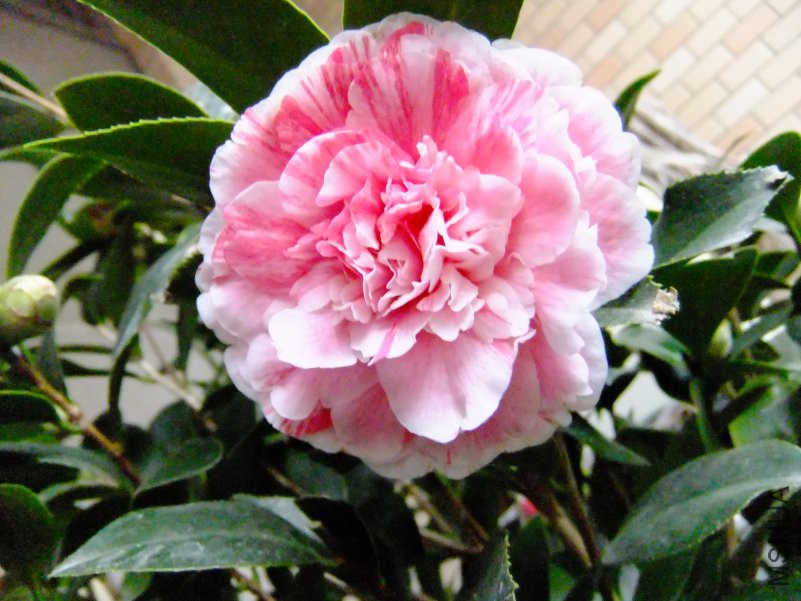 DSCF7612.JPG