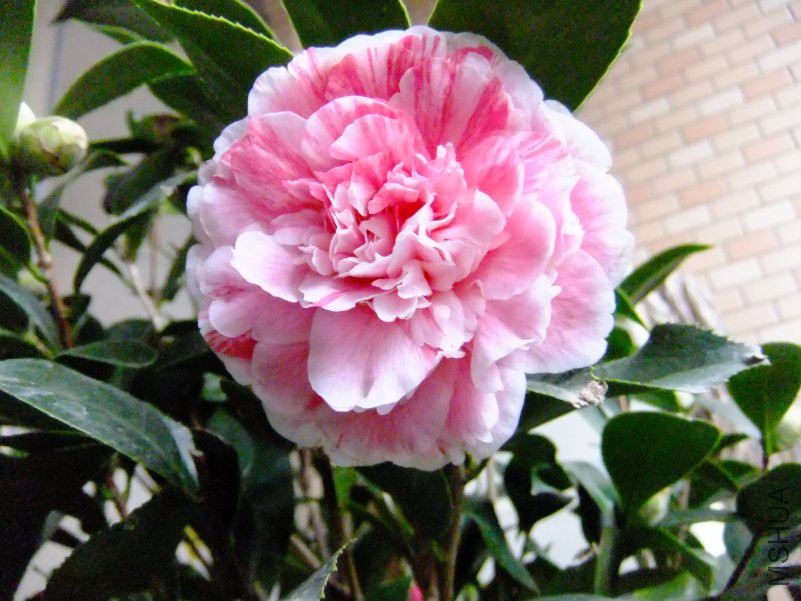 DSCF7624.JPG