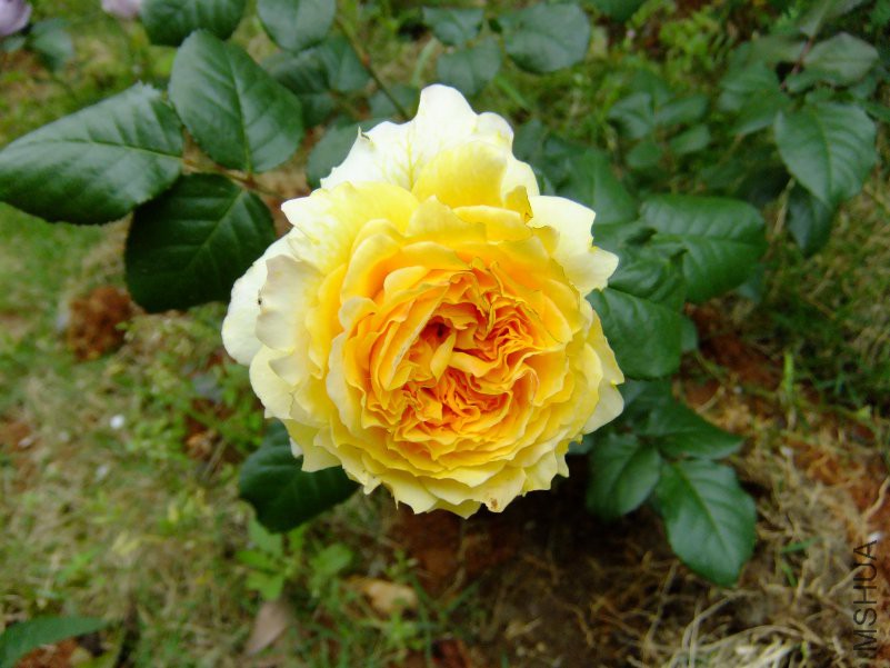 DSCF6205.JPG