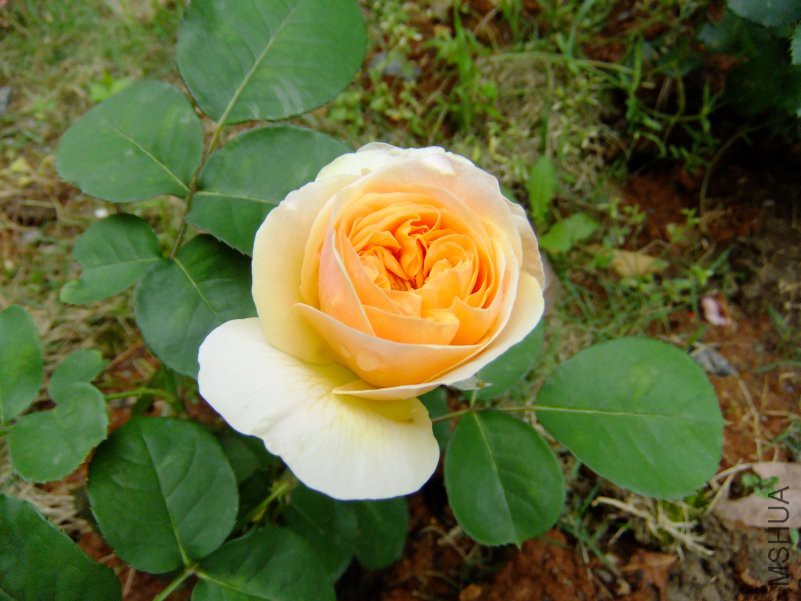 DSCF6206.JPG