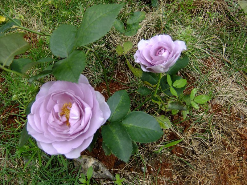DSCF6210.JPG