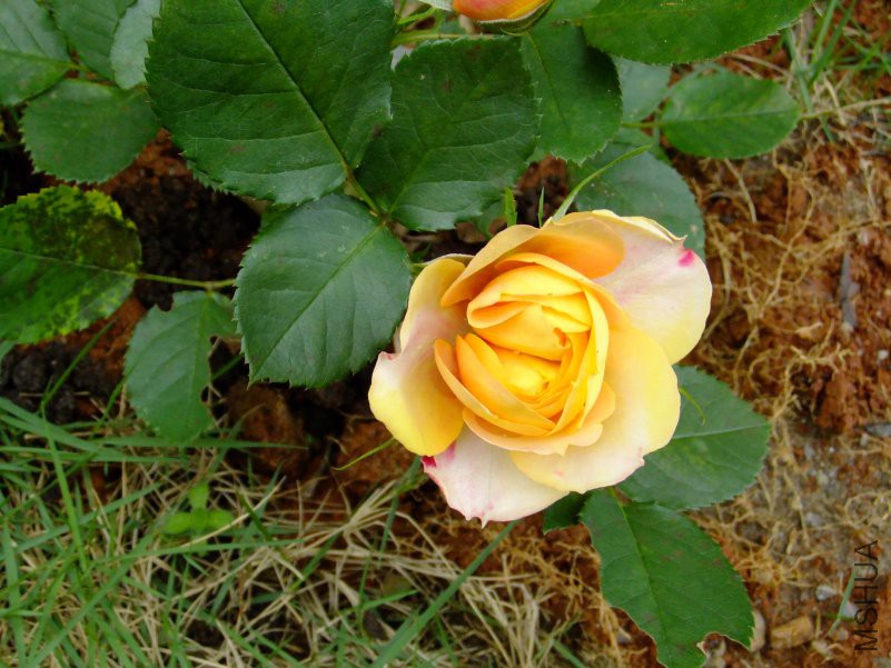 DSCF6213.JPG