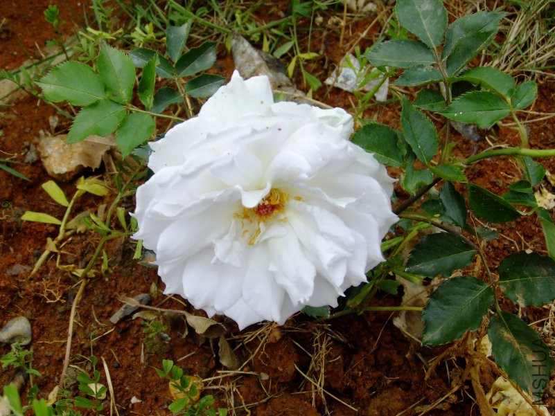 DSCF6221.JPG