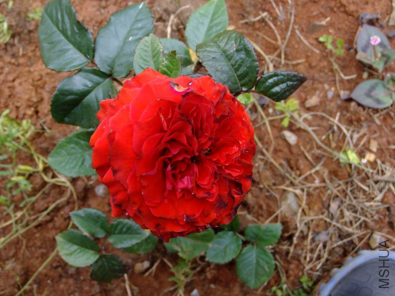 DSCF6222.JPG