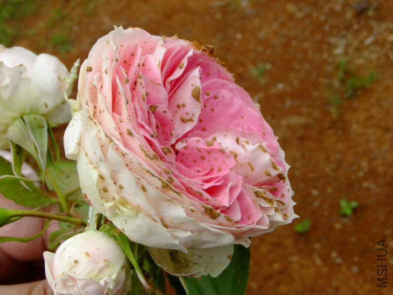 DSCF6225.JPG