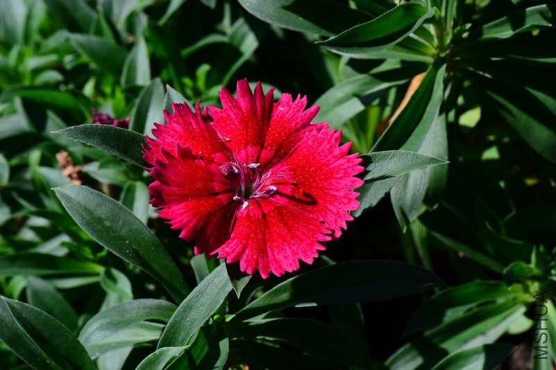 DSC_7029.JPG