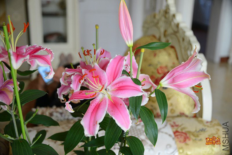 ��Ƭ 263_����.jpg