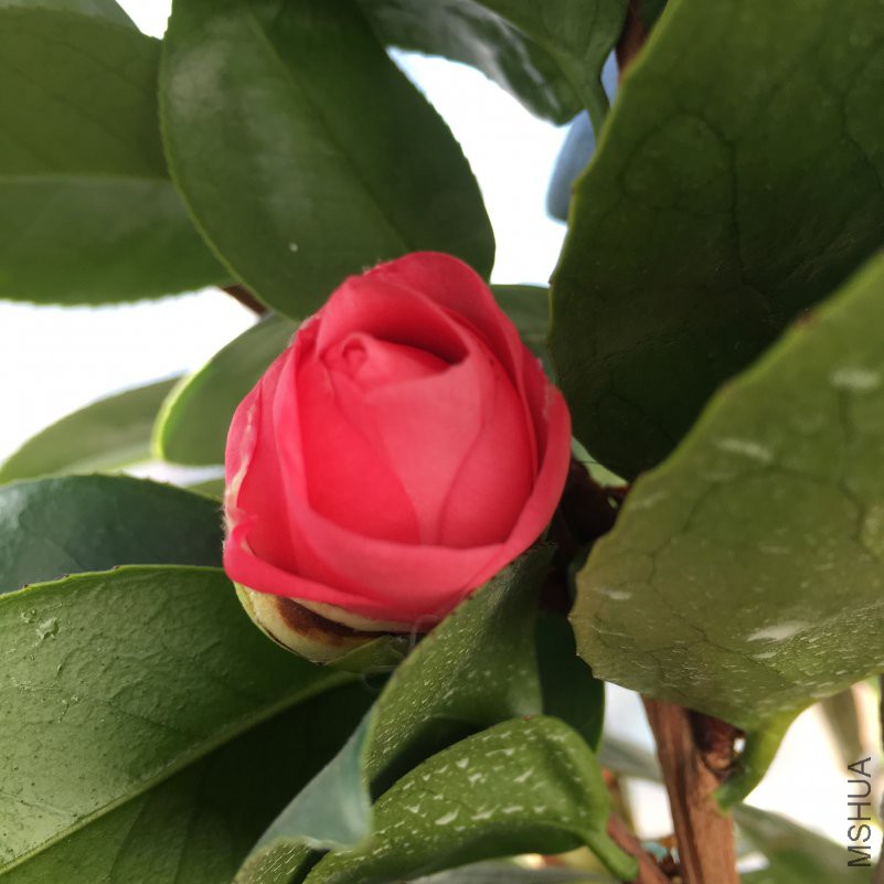 0C370670-C94D-4B07-97C2-E1016382AAF9.jpeg