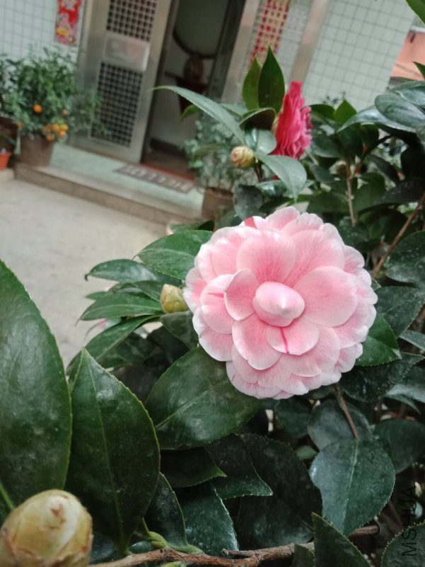 ΢��ͼƬ_20190205123819.jpg