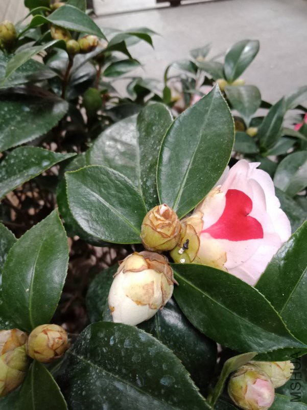 ΢��ͼƬ_20190205123847.jpg