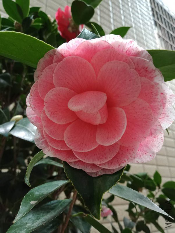 ΢��ͼƬ_20190205123905.jpg