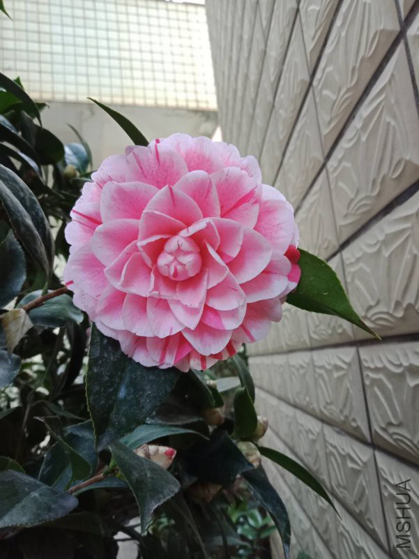 ΢��ͼƬ_20190205123931.jpg