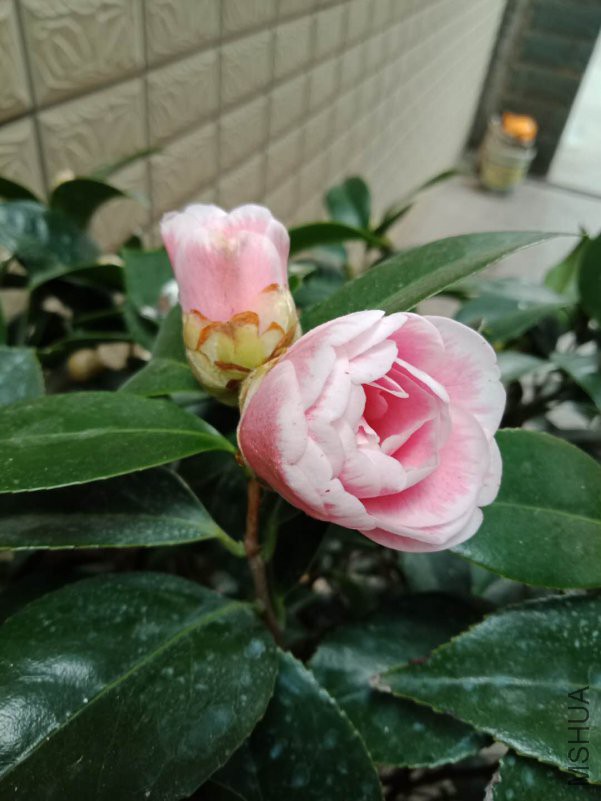 ΢��ͼƬ_20190205123645.jpg
