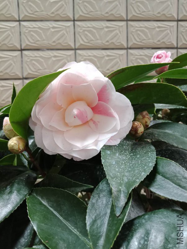 ΢��ͼƬ_20190205123901.jpg