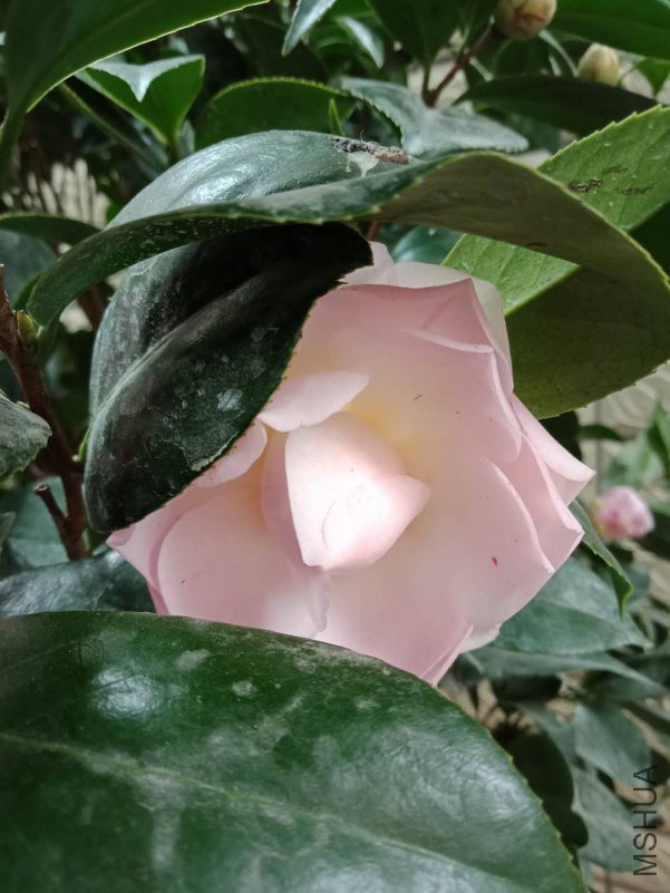 ΢��ͼƬ_20190205123915.jpg