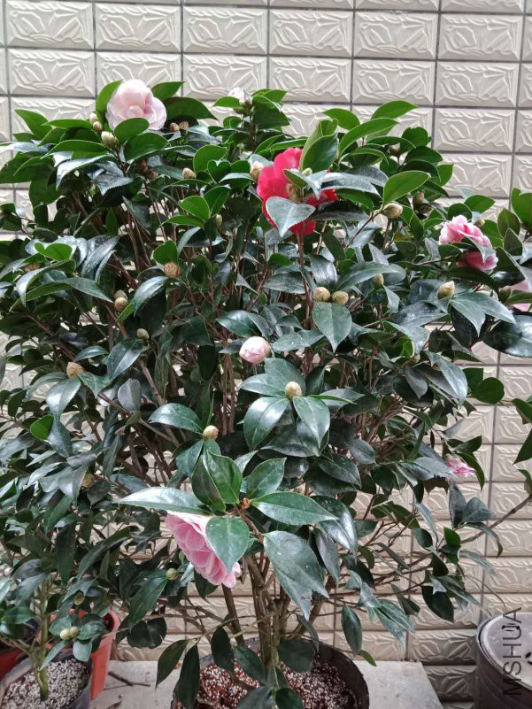 ΢��ͼƬ_20190205123927.jpg