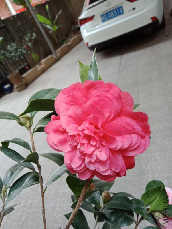 ΢��ͼƬ_20190205125031.jpg