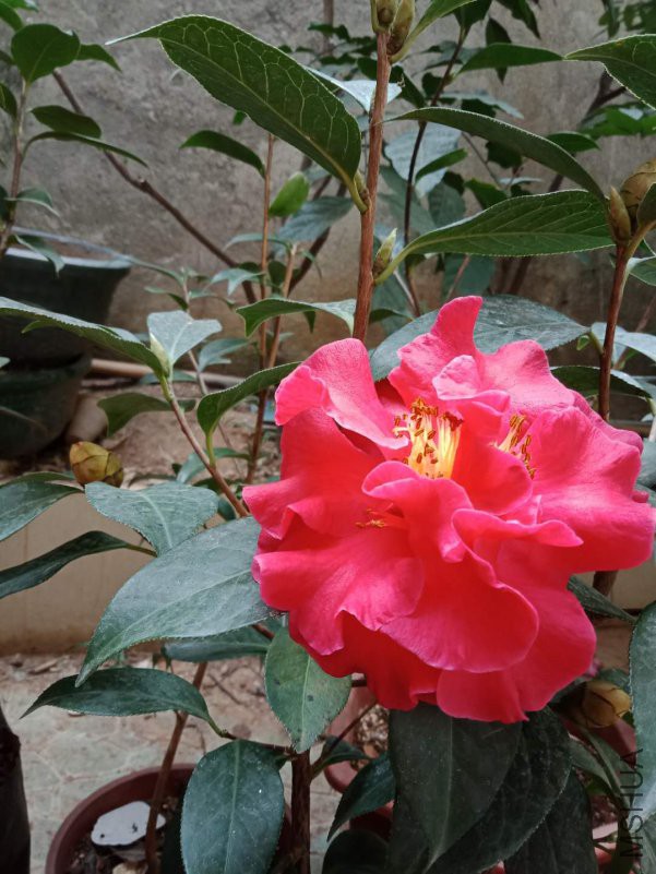 ���κ�