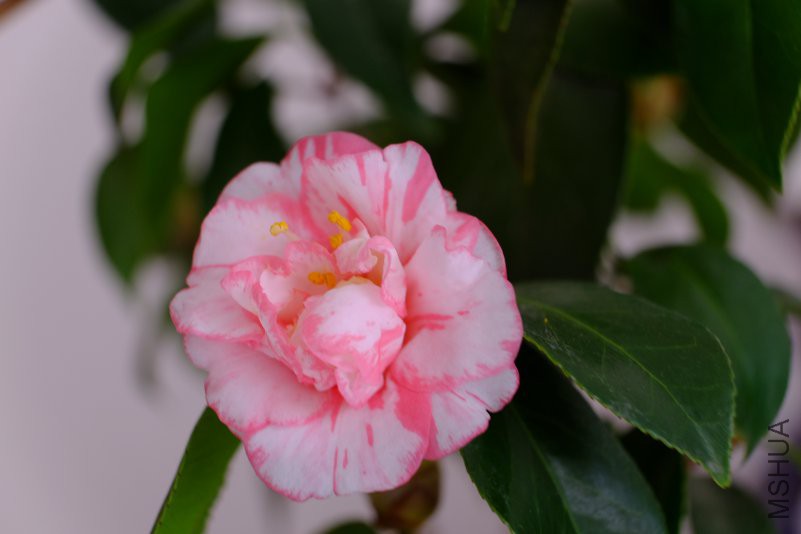 DSCF0104.JPG