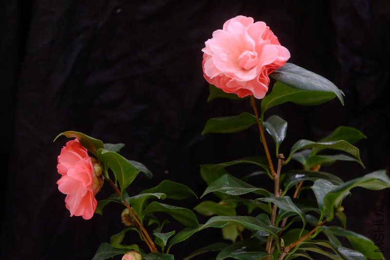 DSCF2588.JPG
