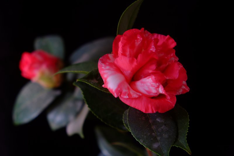 DSCF2638.JPG