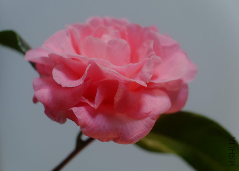 DSCF4596.JPG