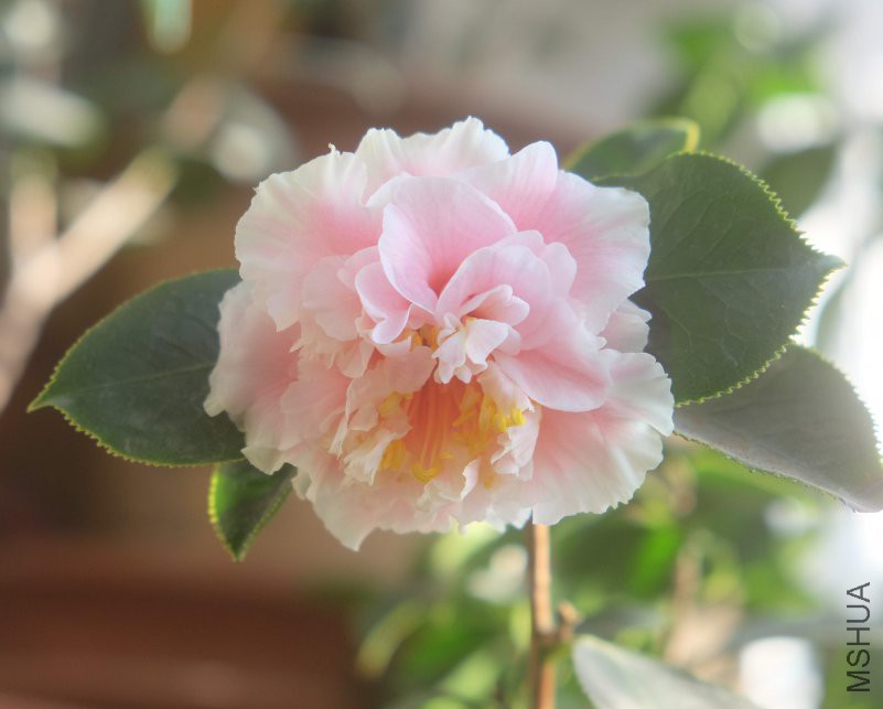 DSCF4754.JPG