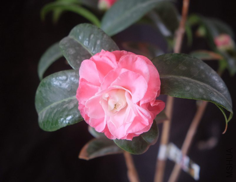 DSCF4994.JPG