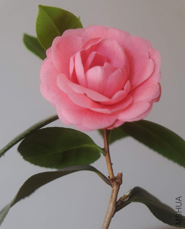 DSCF5649.JPG