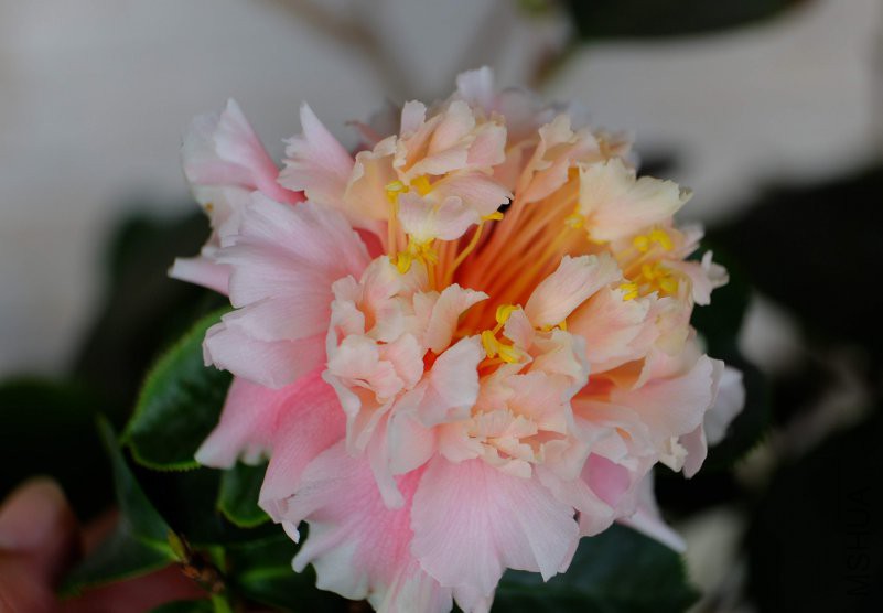 DSCF6420.JPG