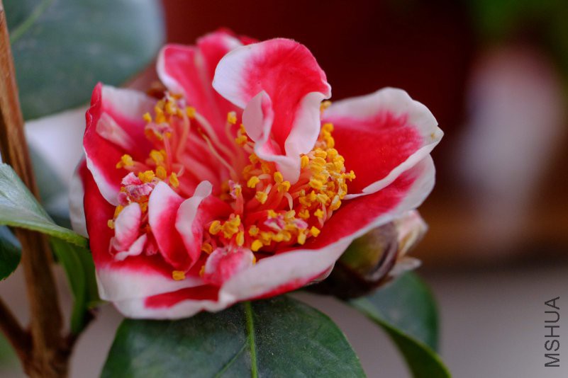 DSCF6845.JPG